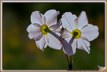 Narcisses